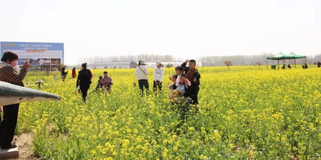 MG冰球游戏花生小镇2023油菜花田旅游6.png